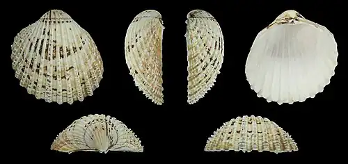 Acanthocardia echinata Linke Klappe