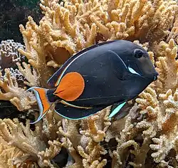 Achilles-Doktorfisch (Acanthurus achilles)