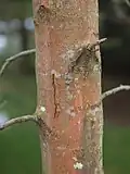 Borke eines jungen Baumes der Unterart heldreichii