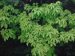 Unterart visianii aus den subadriatischen Südostdinariden, Orjen Montenegro