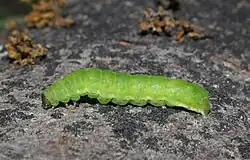 Grüne ausgewachsene Raupe