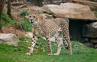 Gepard