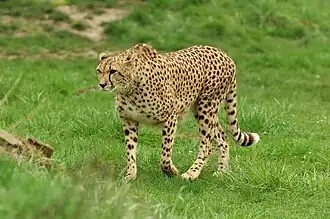 Gepard (Acinonyx jubatus)