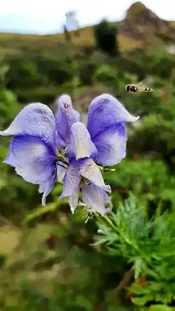 Korsischer Blauer Eisenhut