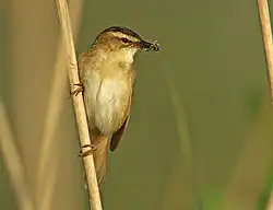Schilfrohrsänger