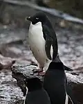 Adeliepinguin