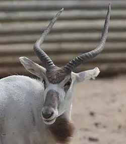 Mendesantilope