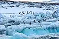 Adeliepinguine auf Possession Island