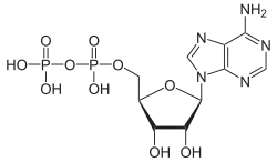 Strukturformel von Adenosindiphosphat
