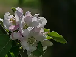 Blüte