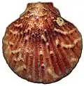 Aequipecten opercularis braun marmoriert