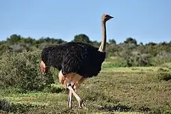 Afrikanischer Strauß
