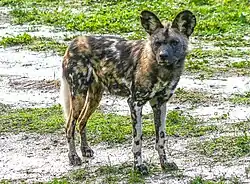 Afrikanischer Wildhund