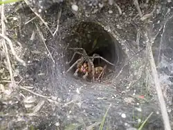 2011 Gemeine Labyrinthspinne