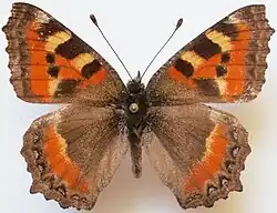 Aglais rizana