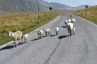 Schafherden auf dem Campo Imperatore