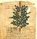 Pseudo-Apuleius Kassel 9. Jh. herba agrimonia
