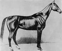 Hirschhals bei einem Achal-Tekkiner