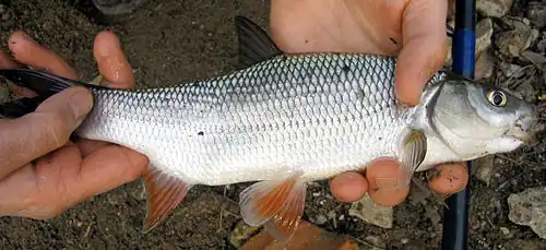 Weißfisch, genannt: Meefischli