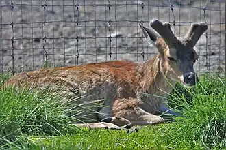 Sitka-Schwarzwedelhirsch