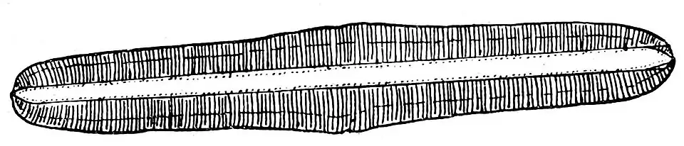 Rhoplodia gibba Kützing (sic!), Frustel (Illustration)
