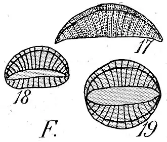 R. musculus Kützing. Frusteln 40 µm × 60 µm (Illustration).