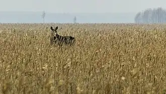 Elch im Schilfbestand