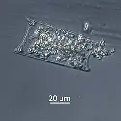 Formalin-fixiertes Exemplar von H. membranaceus, geprobt im November 2015, Expedition der Polarstern .