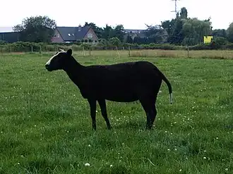 Zwartbles