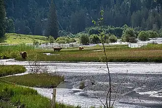 Schottische Hoch­land­rinder halten die Ver­bu­schung in Grenzen