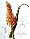 Aloe arborescens