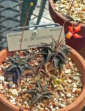 Die Blätter von Aloe descoingsii werden nur 3 Zentimeter lang.