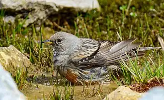Alpenbraunelle, badend im Nationalpark