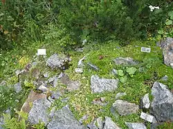 Verschiedene Alpenpflanzen sind mit silbernen Schildern versehen. Ein paar Steine ragen aus dem Gelände.
