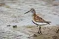 Alpenstrandläufer (Dunlin)