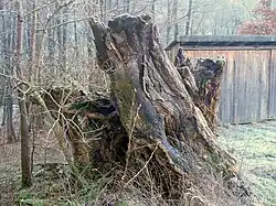 Torso „Alte Buche“