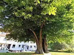 Stamm der Gerichtslinde