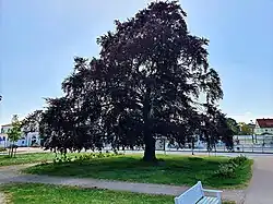 Östliche Blutbuche am Bahnhofsvorplatz