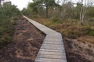 Holzsteg durch das Moor