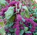 Amaranthus caudatus Sorte 'Centurion'