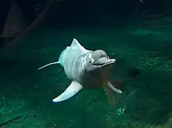 Amazonasdelfin