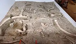 Funde von Ambrona im Museum