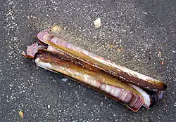 An Land gespülte amerikanische Schwertmuschel