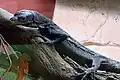 Schwarzer Baumwaran (Varanus beccarii)