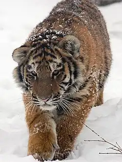 Junger Amurtiger im Schnee: Der Wildbestand beläuft sich heute auf weniger als 500 Tiere.