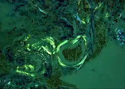 Typische apfelgrüne Doppelbrechung im polarisierten Licht