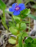 Anagallis arvensis f. azurea. Die Kronblätter der Blüte haben endständige Drüsenhaare