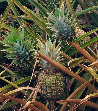 Ananas