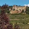 Weinreben vor der Burgruine