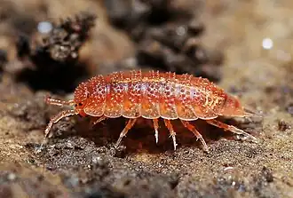 Androniscus dentiger